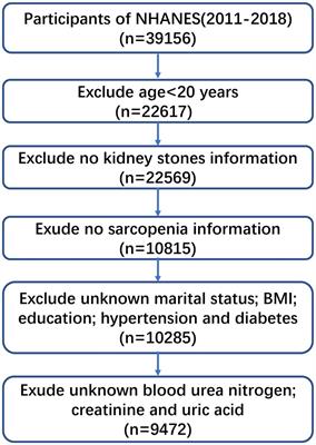 Association between sarcopenia and kidney stones in United States adult population between 2011 and 2018